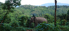 Luminary Su Young: Life at the Laos Elephant Sanctuary