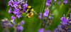 Bumble Bees Officially Listed As Endangered Species: How You Can Help